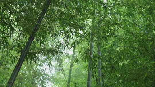 下雨天茂密的竹林枝叶繁茂生机勃勃的景象