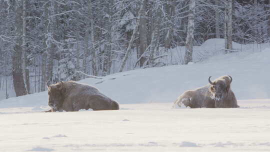 两只放松的欧洲野牛躺在白雪皑皑的林地里