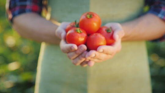 双手捧着西红柿的农夫微距景观