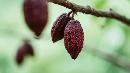 树枝上的可可果实特写