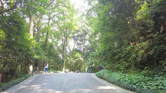 风景景区行人树林小道路