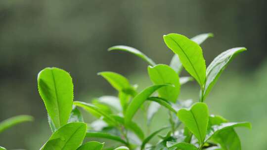 茶山 采茶 黑茶