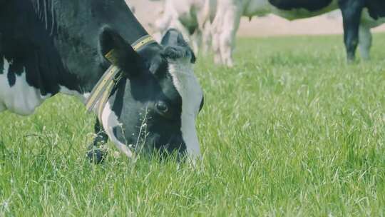 牧场 奶牛 牛奶 养殖基地 草原 青草