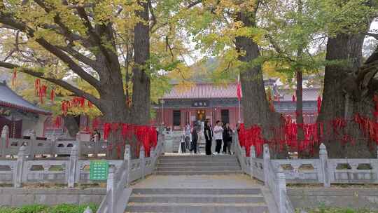 航拍平顶山文殊寺银杏