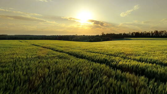 麦田 农业  收获 丰收 麦子