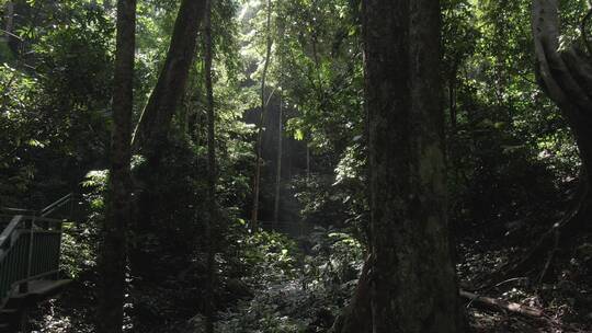 4k未调色log原始文件西双版纳热带雨林航拍
