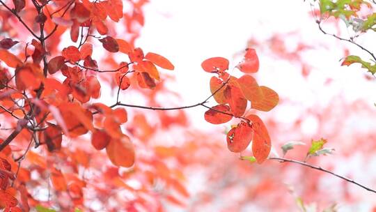 济南红叶谷景区，秋季满山红叶景观
