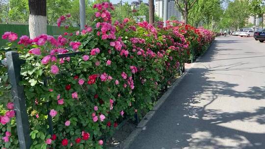 济南花园东路路边蔷薇花、月季花正盛开