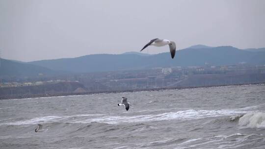 大风天大海上迎风飞翔的海鸥海鸟慢镜头合集