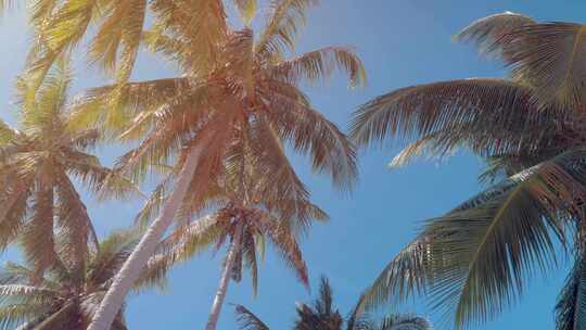 海岛上的棕榈树