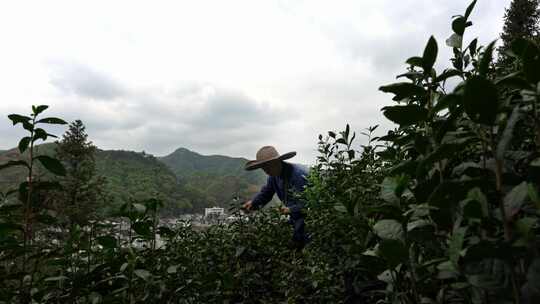 采茶叶茶山采茶叶素材