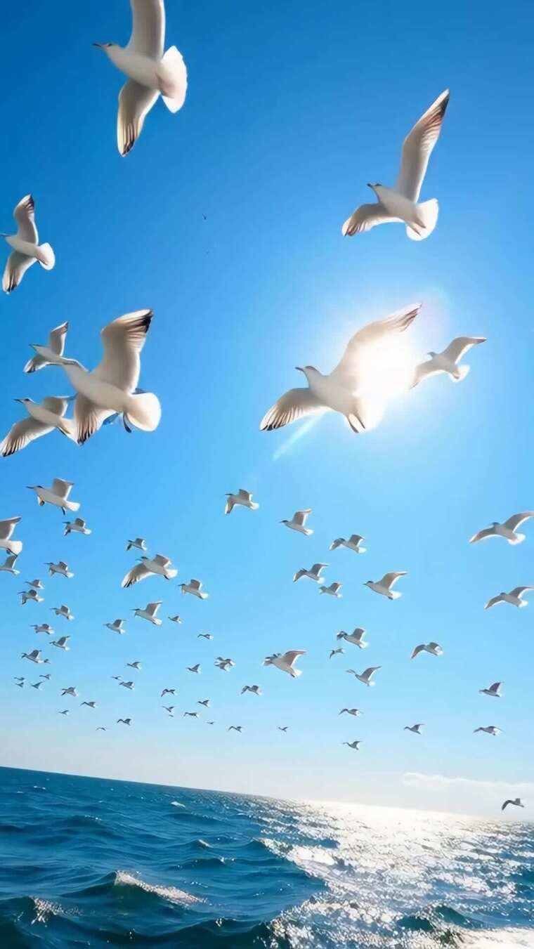 海面上海鸥群飞翔画面