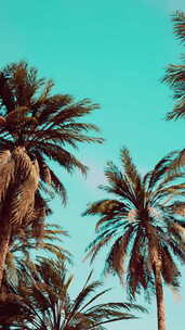 天空晴朗阳光灿烂的椰子树下