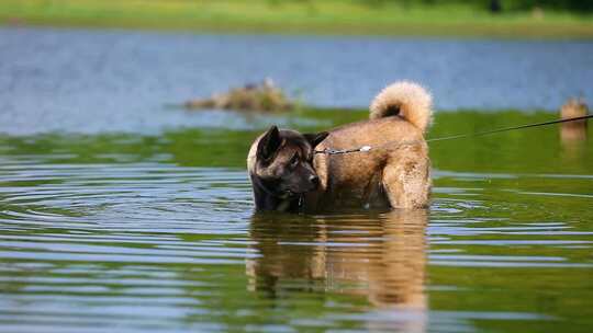美国秋田犬在湖里游泳视频素材模板下载