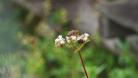 Ape su un fiore di g