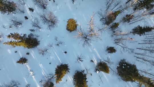 白雪覆盖的土地上的森林树木俯视图