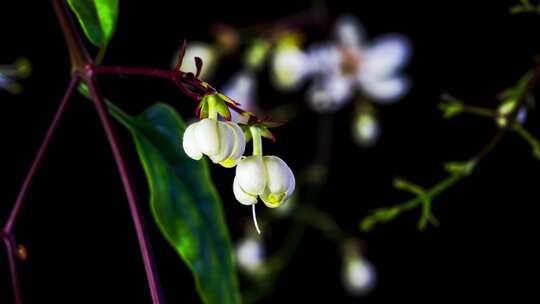 垂丝茉莉花开延时摄影