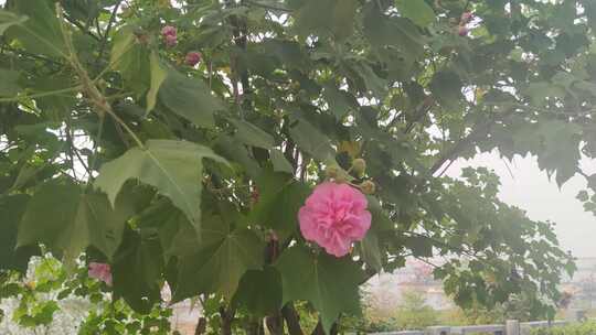 实拍植物鲜花芙蓉花