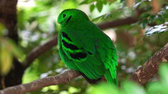 绿色阔嘴鸟（calyptomena vi