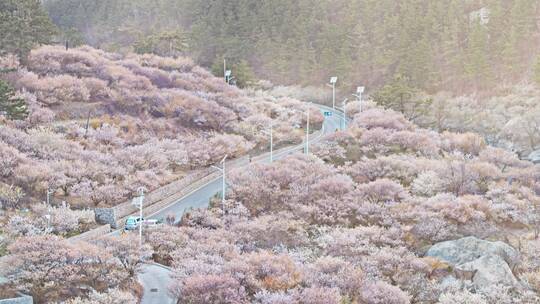 青岛樱花