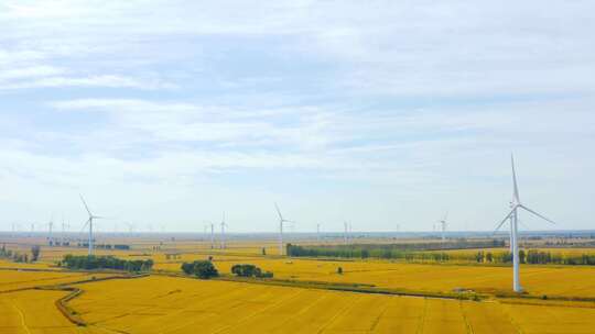 风力发电机和金黄色的水稻田