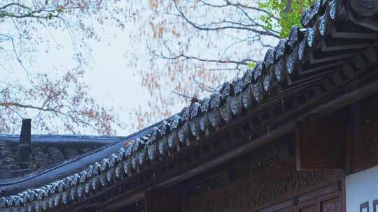 杭州西湖郭庄雨天风景