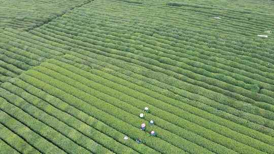 杭州采摘龙井茶，航拍茶园