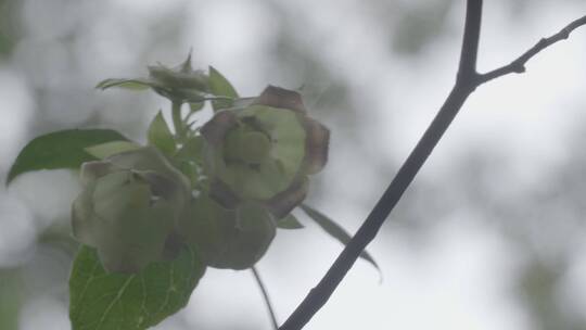 雨后唯美风铃花LOG素材