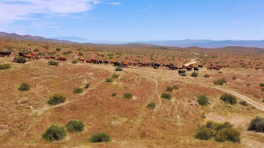 在平原沙漠牧场放牧的牛群的航拍镜头