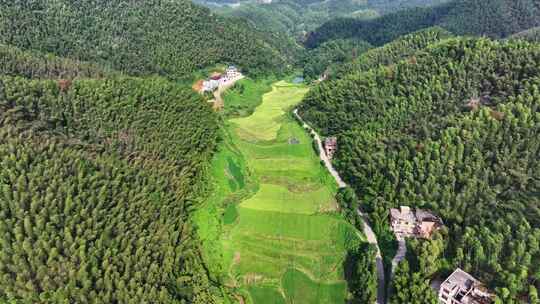 蓝天白云航拍美丽和美乡村大面积竹海、稻田