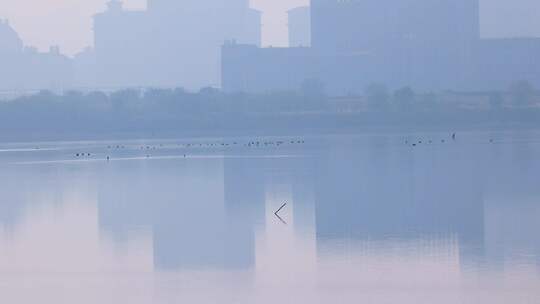 杭州余杭南湖城市湿地白鹭栖息生态环境风光