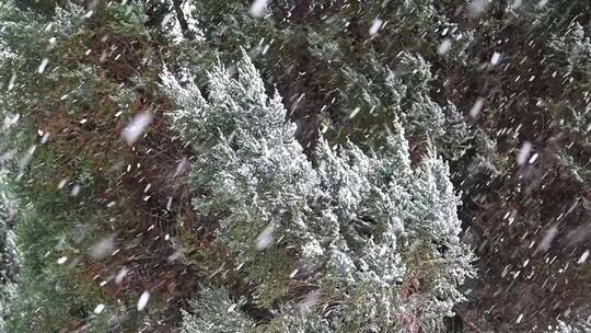 冬天初雪雪景，雪花落满了植物枝头