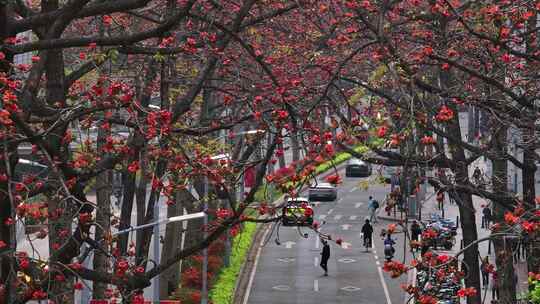 航拍广州陵园西路木棉花