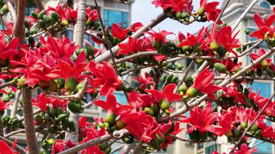 盛开的木棉花特写