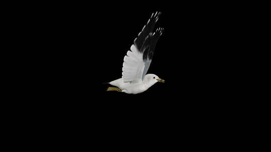 北美海鸥鸟-飞行环-侧视图CU-Alph