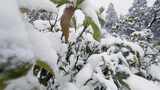 华顶山看雪：积雪覆盖的杜鹃园林近景高清在线视频素材下载