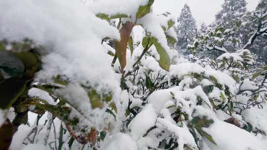 华顶山看雪：积雪覆盖的杜鹃园林近景