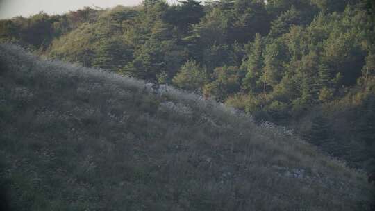 湖北宜昌山上骑马地拍