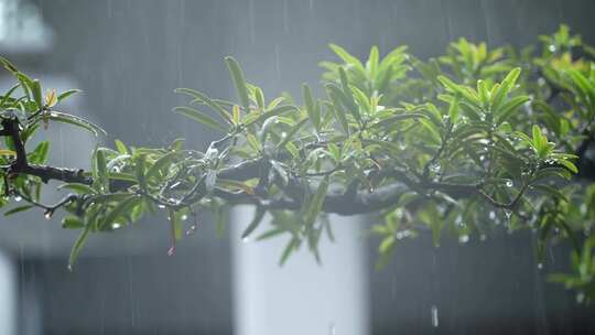 雨中的罗汉松实拍