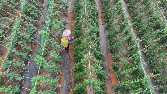 豆角种植农民喷洒农药