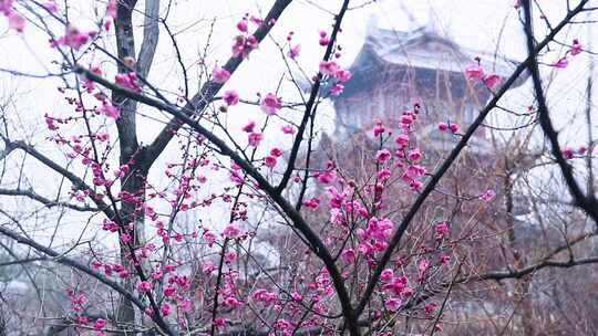 雪中梅花 雨中腊梅花 红色腊梅 1141