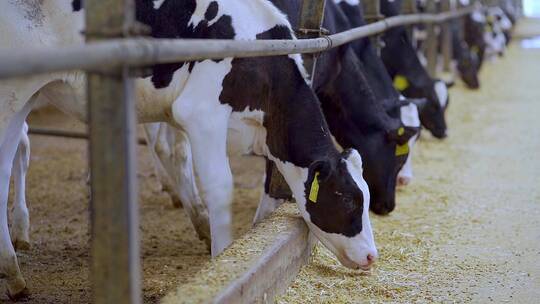 奶牛养殖场现代化挤奶