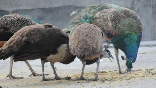 郴州东湖动物园美丽的孔雀