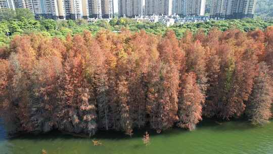 深圳坪山大山陂水库水杉秋色视频素材模板下载