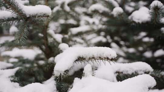 白雪覆盖的松树树枝