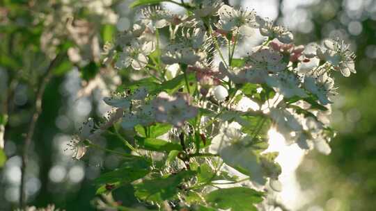 阳光透过花园里的花朵