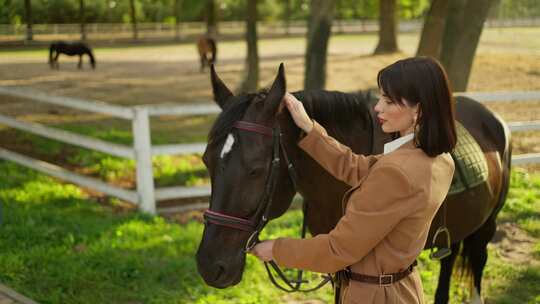 骑手爱抚围场马术运动概念中的马
