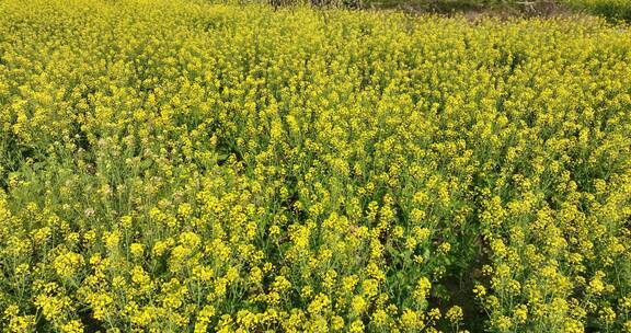 航拍油菜花田