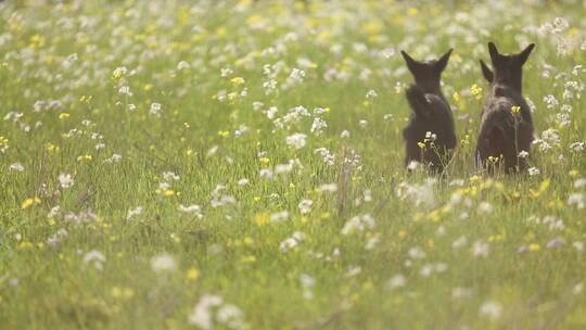 黑山羊在长满了小花的草地上玩耍吃草
