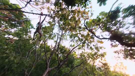 4k航拍fpv森林中的猴子在树枝上来回跳